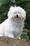 BICHON BOLONAIS 012